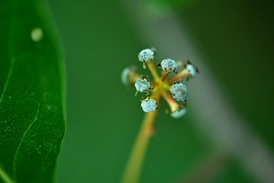 Nyssa sylvatica - tupela lesní - detail květenství